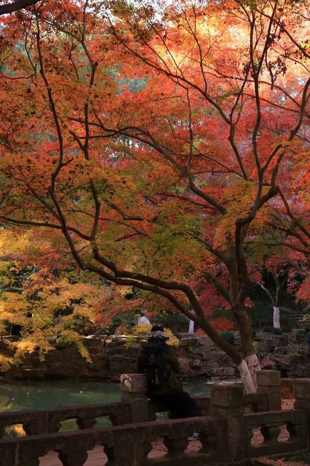 12.3|虞山紅楓進度99% (附路線圖 12.3|虞山紅楓進度99% (附路線圖