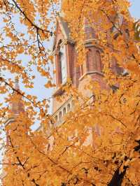 深秋限定！上海聖三一教堂銀杏與穹頂的絕美邂逅