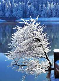 南方人看雪天花板!廬山雪景霧淞保姆級攻略