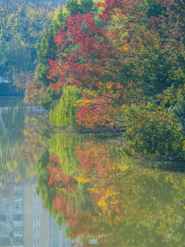 不用去皖南!溫嶺市區藏了個「秋日童話」 不用去皖南!溫嶺市區藏了個「秋日童話」