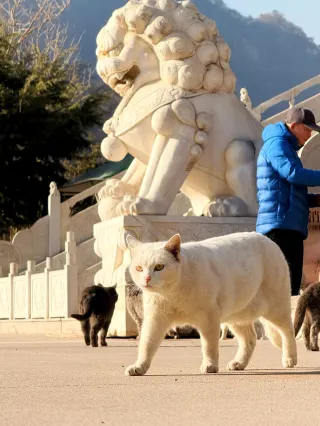 진황도 비밀 보물지! 성종산 태청궁 하루 산책 가이드