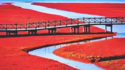 盤錦紅海灘旅行ガイド】中国で最も夢幻的な「赤いおとぎ話」へご案内