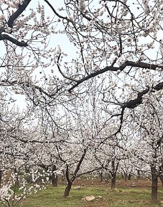 ไปร่วมงานเลี้ยงฤดูใบไม้ผลิในเดือนมีนาคม