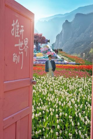 Springtime Encounter with Tulips at Baoquan