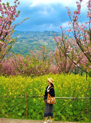 4.2 Live Update! One Hour from Chengdu to a Mountain Wilderness Covered in Pink