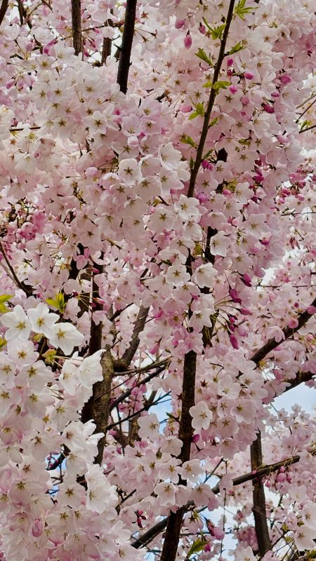 バンクーバー桜手記⑨｜この坂の春色は、本気で咲いている | Trip.com