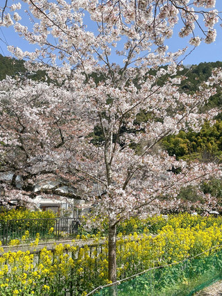 京都近郊賞櫻秘境，4公里櫻花隧道綻放
