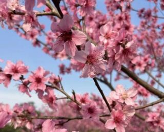 Xingping City Spring Outing and Flower Viewing Festival Kicks Off