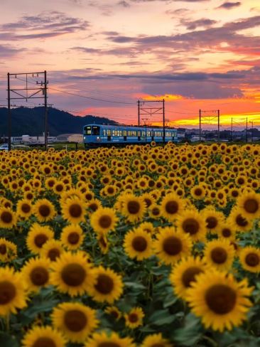 ひまわり畑の写真スポット | Trip.com 柏市