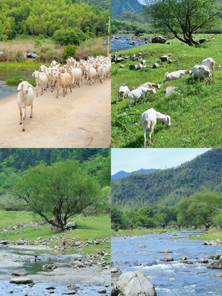 Jinhua "Little Switzerland" Self-Drive Tour | Encounter the Stunning Secret Realm of Cattle and Sheep!