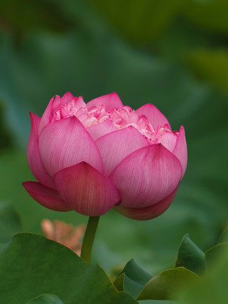 蓮花湖畔のベスト観賞期
