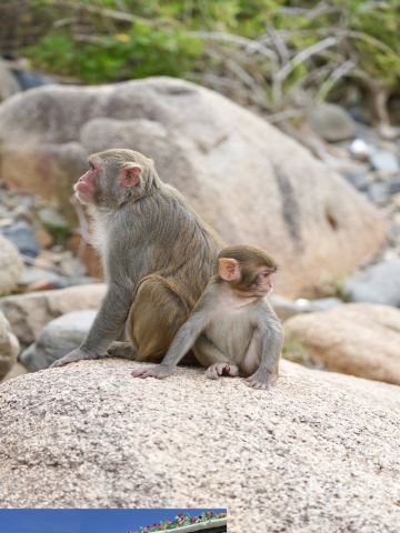 海南ドライブ必見！虎嶺で猿に餌やり、親子旅行が最高  | Trip.com 陵水