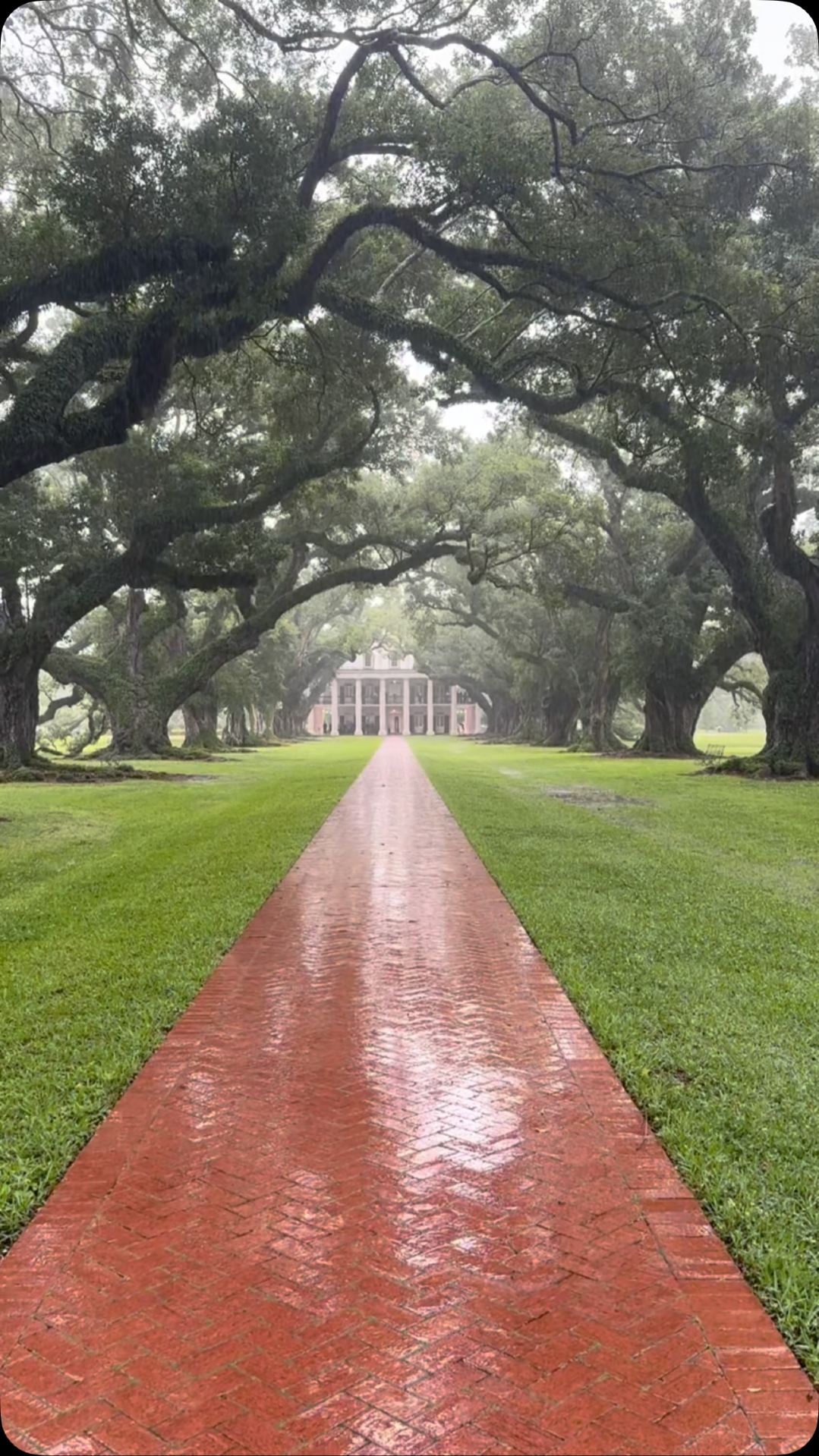 A walk through one of the most beautiful tree tunnels in the world: Oak Alley Plantation, Louisiana.