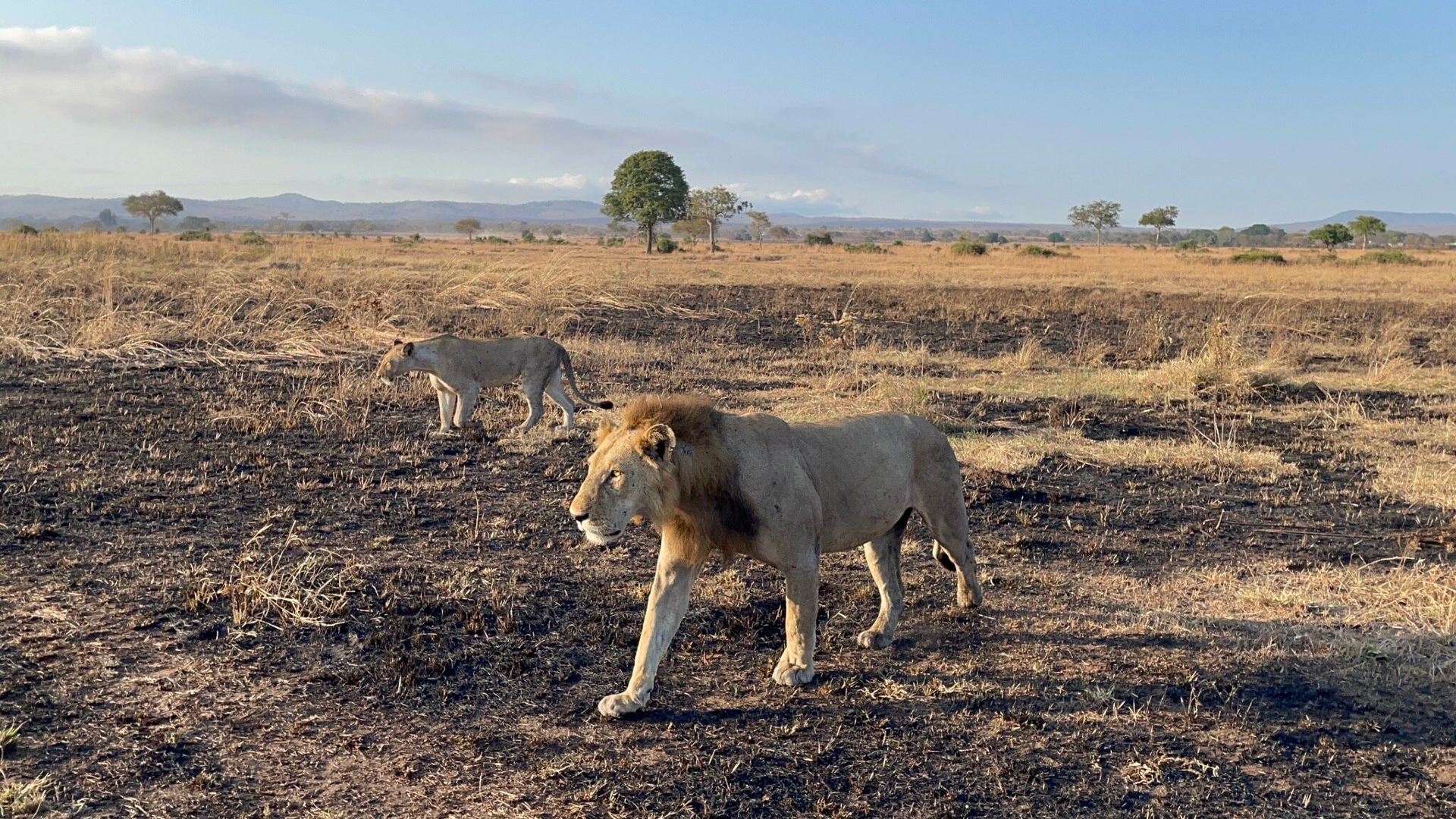 Unforgettable Safari Experience with Willy