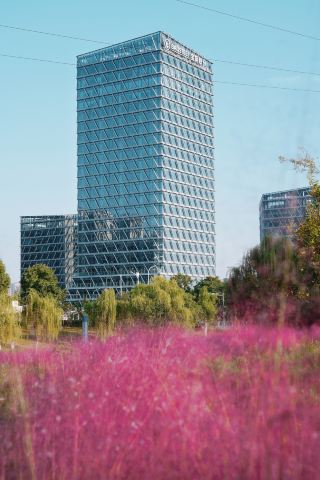 Hefei Luzhou Park | The pink muhly grass is in full bloom