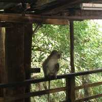 King of fruit hunting in Balik Pulau!