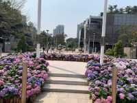 天水圍公園賞花去