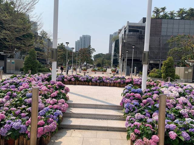 天水圍公園賞花去