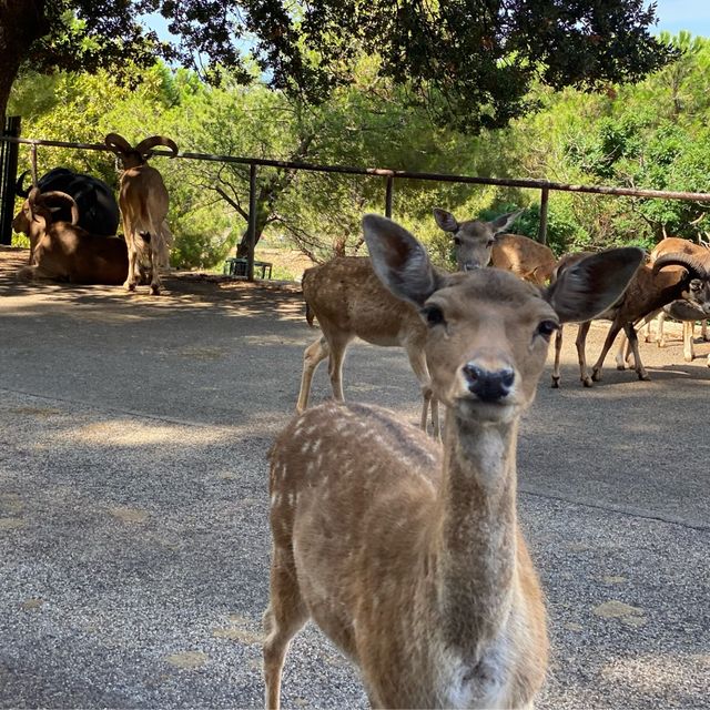 Zoo Safari in Fasano, beautiful experience 