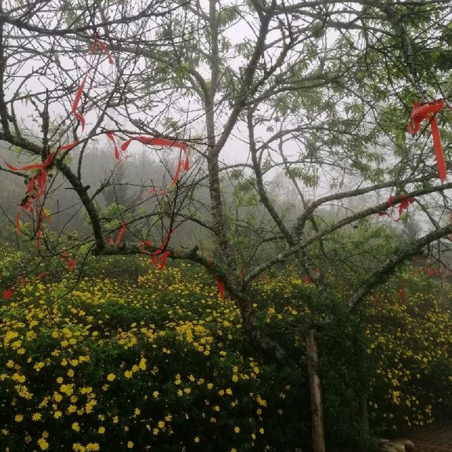 A foggy day at Fan Si Pan mountain base