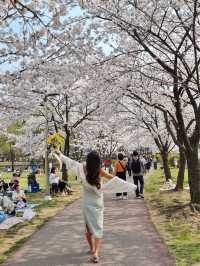 봄꽃놀이는 용산가족공원에서💫💛🌸