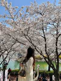 석촌호수 벚꽃 포토존 위치:: 문화실험공간호수🌸