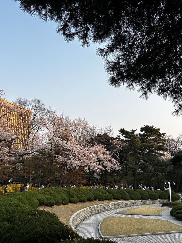 꽃놀이 명소 경희랜드! 