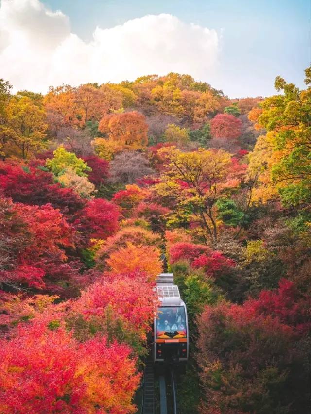 "화담숲" is the best place to enjoy the autumn foliage 🍁.
