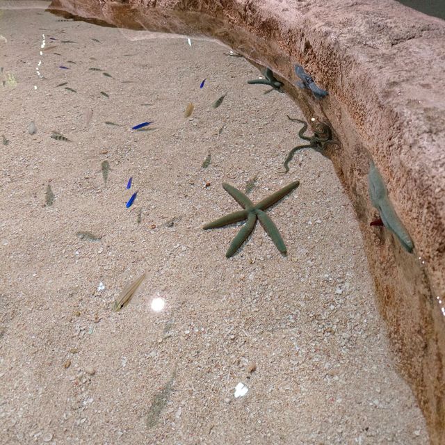 沖繩景點DMM_Kariyushi水族館 