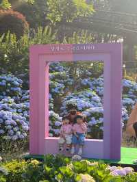 돌아온 수국의 계절💐