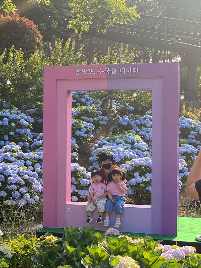 돌아온 수국의 계절💐