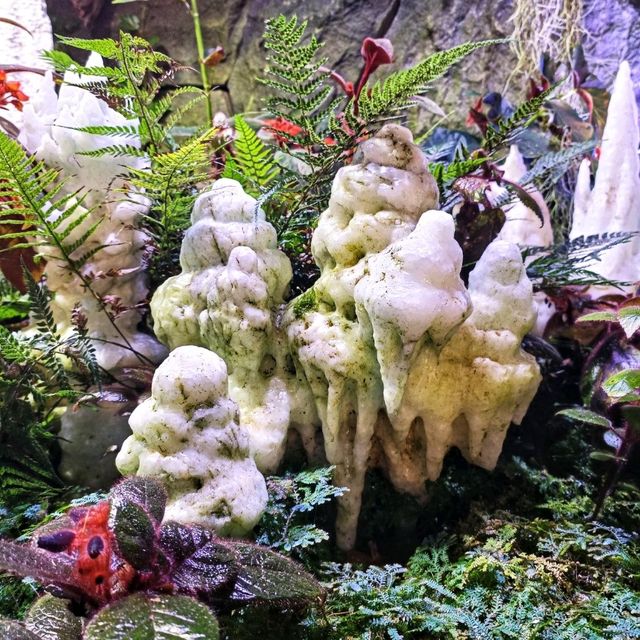 Cloud Forest สิงคโปร์