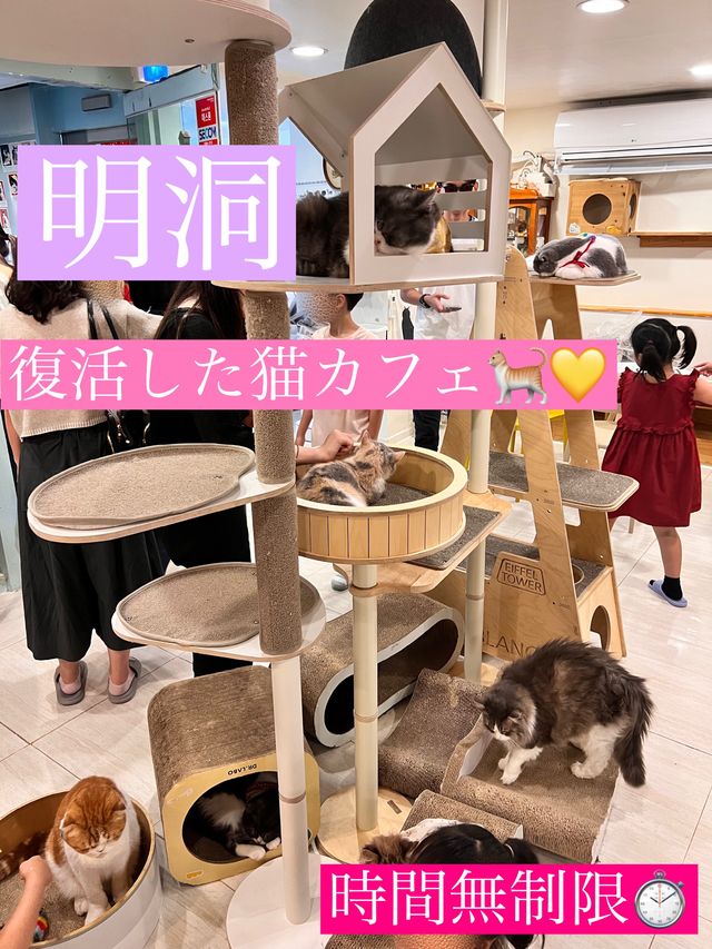 〖 韓国・明洞〗明洞の猫カフェが復活‼︎🐈　時間無制限でゆっくり過ごせます🙌🏻