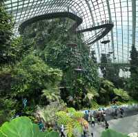 Cloud Forest