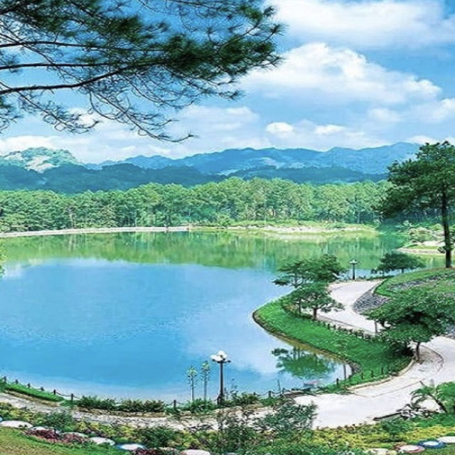 Rừng thông Bản Áng, Sơn La