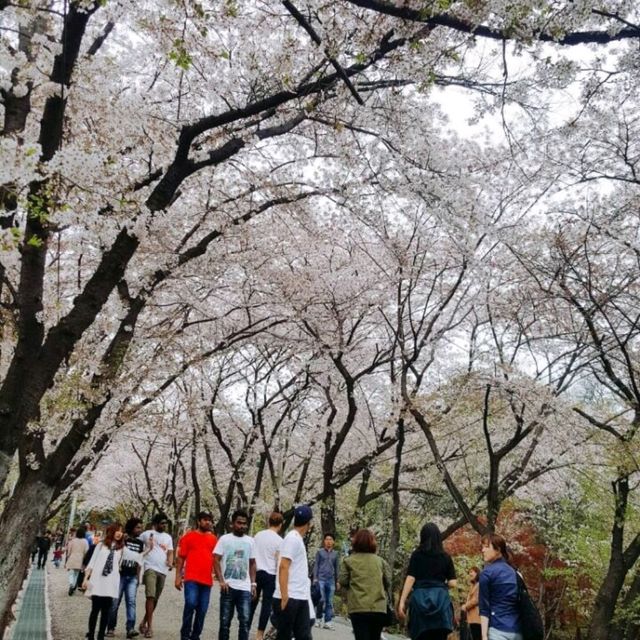 陶唐山櫻花節🌸
可欣賞 1.8 公里的櫻花大路 
