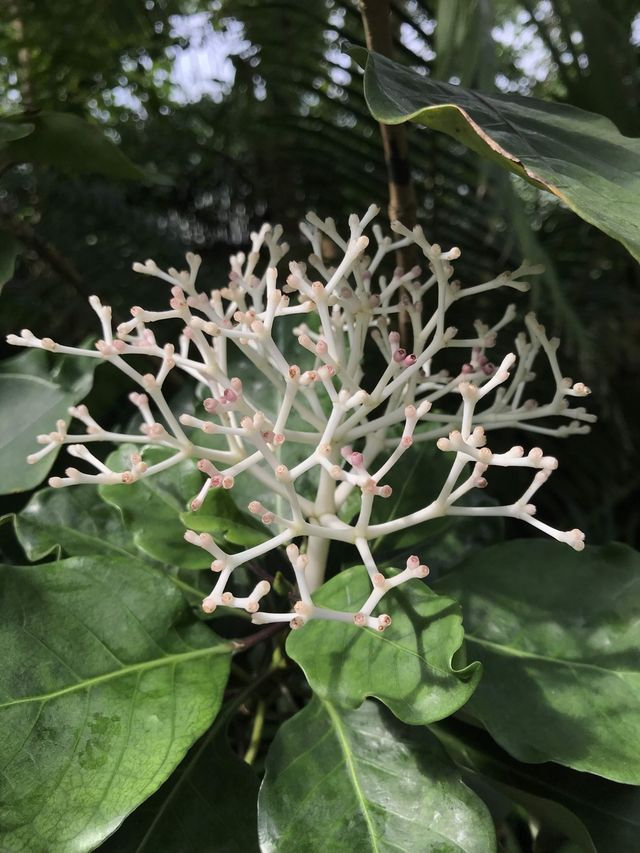 世界文化遺產之Kew Gardens‼️百年溫室❤️欣賞大同花卉