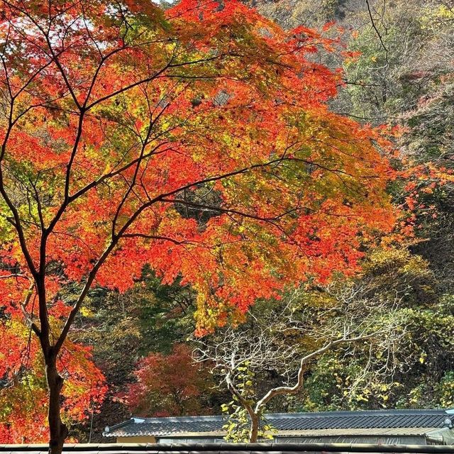 Autumn Foliage at Naejangsan National Park