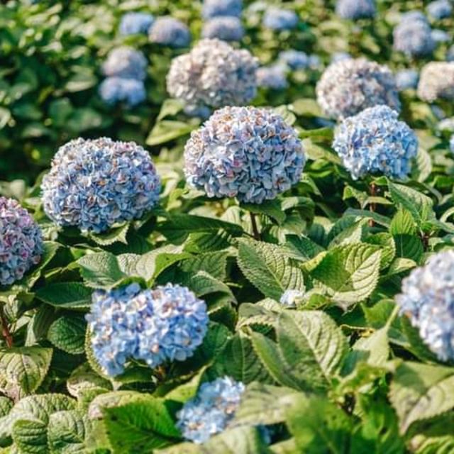 🌷ไฮเดรนเยียซัง เชียงราย 𝐻𝓎𝒹𝓇𝒶𝓃𝑔𝑒𝒶 𝓈𝒶𝓃