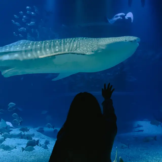 ไปดูต้าวฉลามวาฬที่ พิพิธภัณฑ์สัตว์น้ำไคยูคัง