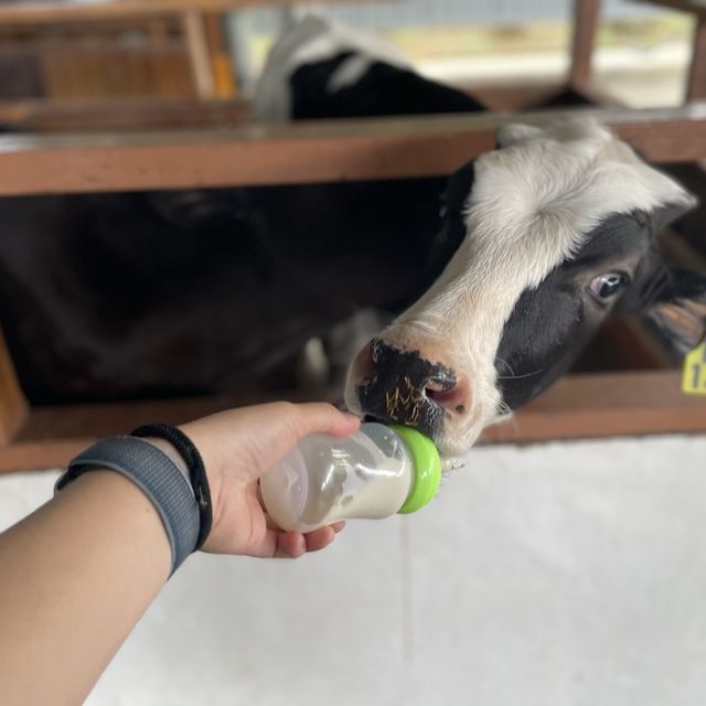  【 Desa奶牛場｜神山行程必去｜馬來西亞】 Desa Dairy Farm 