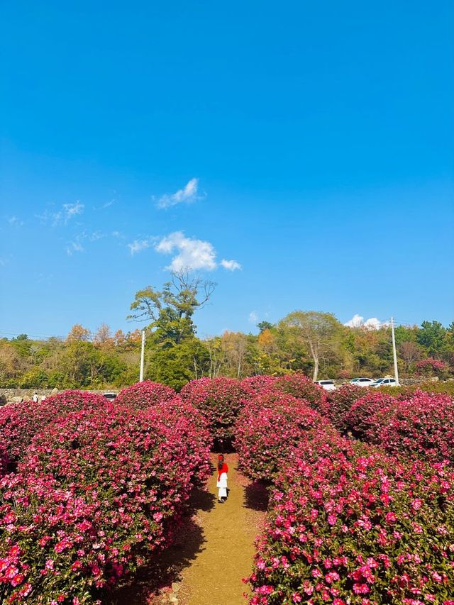 제주동백 끝판왕, 여기만 가도 완벽🌺❤️