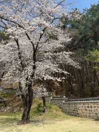 고즈넉한 분위기에 봄꽃 즐기기, “우암사적공원”🌼