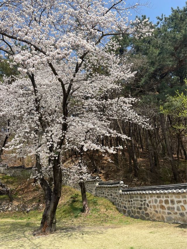고즈넉한 분위기에 봄꽃 즐기기, “우암사적공원”🌼