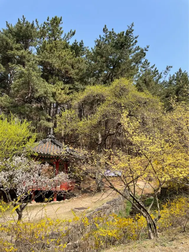 고즈넉한 분위기에 봄꽃 즐기기, “우암사적공원”🌼