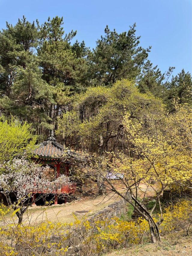 고즈넉한 분위기에 봄꽃 즐기기, “우암사적공원”🌼