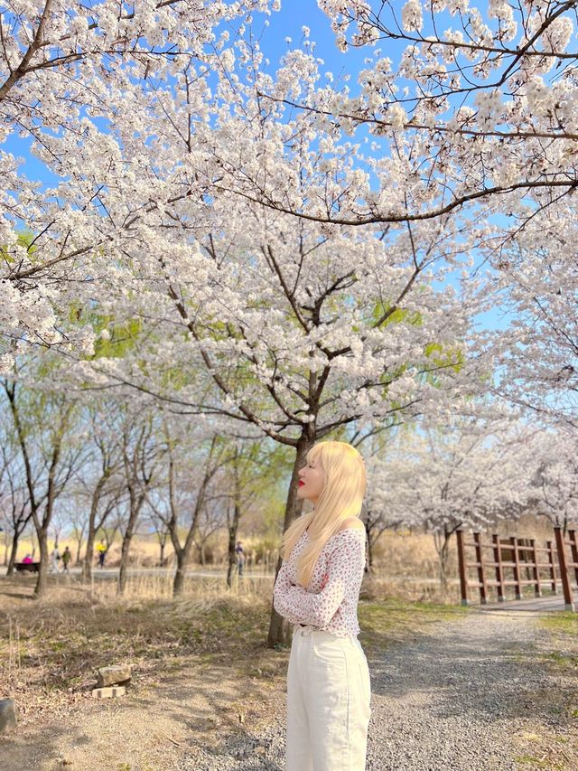하남 덕풍천에 찾아온 봄🌸