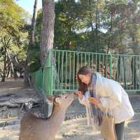 返奈良做一日奈良鹿丸🦌