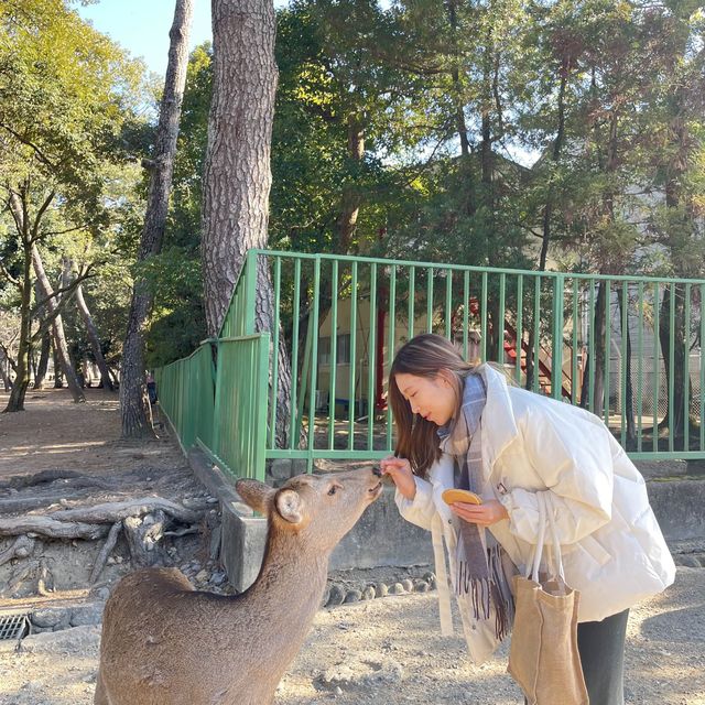 返奈良做一日奈良鹿丸🦌