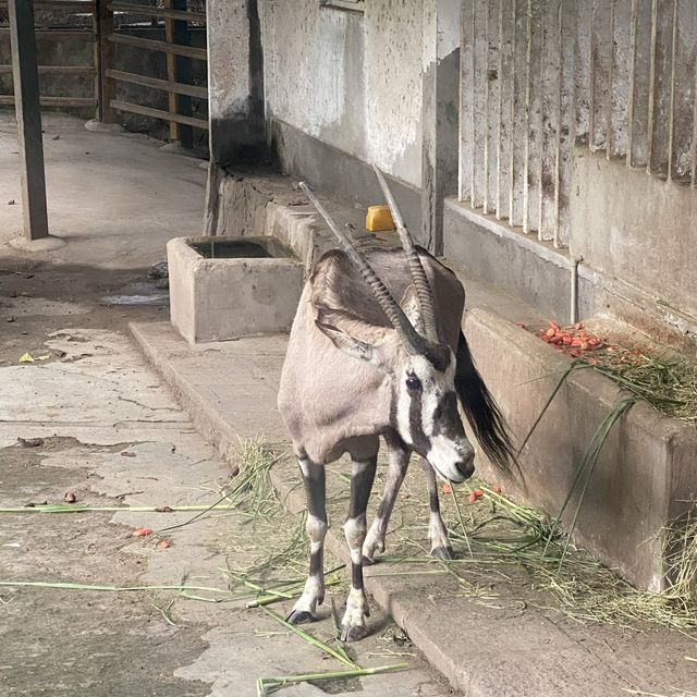 包羅萬有的重慶動物園